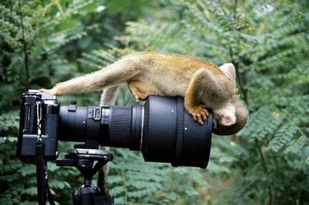 WHOS IN THERE - monkey, camera, climbing, peaking