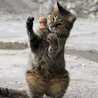 KITTY PLAYING,