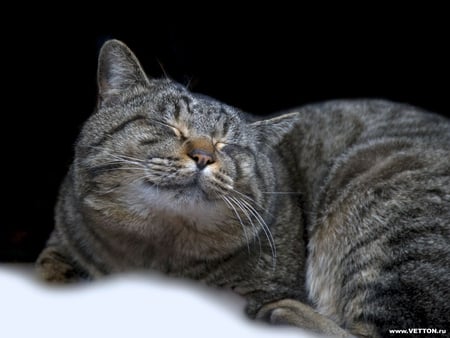 Smiling cat - pet, smile, animal, kitten, feline, sweet, cat