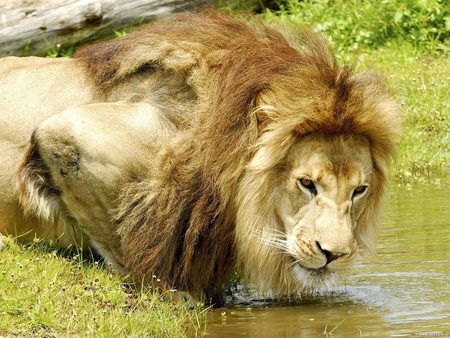 Lion looking for water - lion, animal, beast, wild