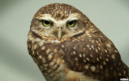 Owl - forest, animal, owl, bird