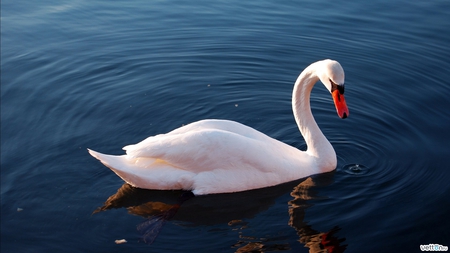 Swan - animal, swan, water, bird