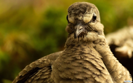 Little bird - animal, nature, bird, baby