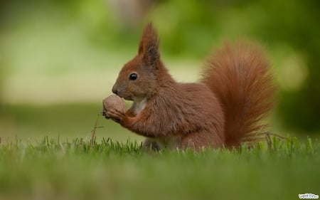 Sweet squirrel - almond, animal, squirrel, green, grass