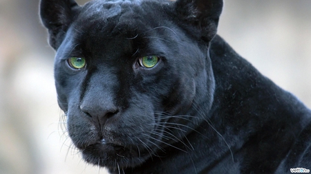 Black panter