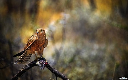 Hawk - bird, animal, fly, hawk, forest