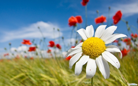 Margarita - petal, nature, daisy, grass, flower, margarita