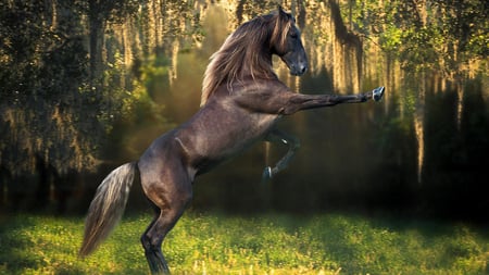 Black Horse - sunlight, black, grass, gleaming, horse