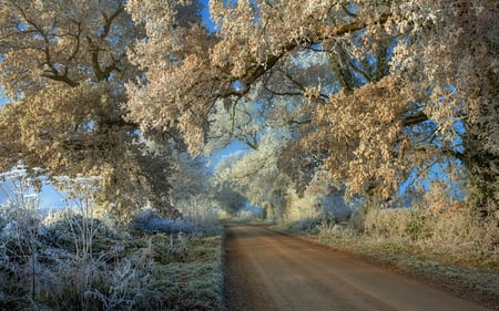 Winter - pretty, scenery, blue, amazing, landscape, great, grass, walk, path, view, frost, nice, sky, branches, trees, winter, beautiful, photography, road, beauty, colors, lovely, cool, white, nature, season