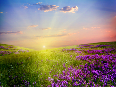 Field Of Flowers - field of flowers, beauty, sky, magic, peaceful, sun, colorful, field, sunset, flowers field, amazing, view, purple, clouds, green, sunny, sunrays, grass, purple flowers, rays, landscape, sunlight, summer, lovely, nature, beautiful, splendor, colors, flowers