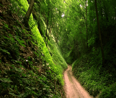 A road in a gorge - gorge, forest, landscape, green, road