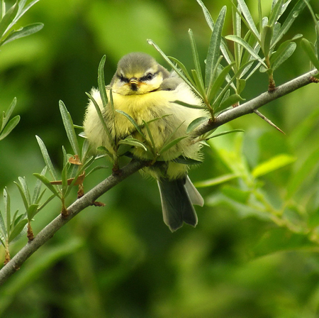 Cute Baby Bird - bird, branch, yellow, cute, baby, leaves