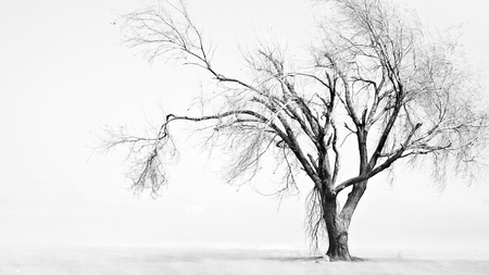 Sad tree - white, branches, autumn, haunted, tree, old