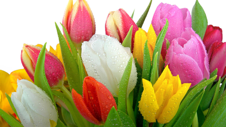 Tulip Bouquet for my colourful DN friends - water, freshbouquet, white, yellow, pink, red, green leaves, tulip, drops, colourful