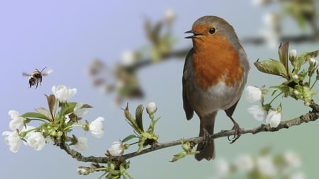 Bird and the Bee for(Anita) Bizzybee360 - bird, bee, branch, white flowers, beautiful