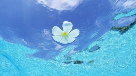 Memories of Maldives - maldives, white, water, blue, flower