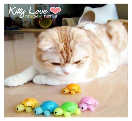 kitty love - turtles, colorful, kitten, cats, kitty