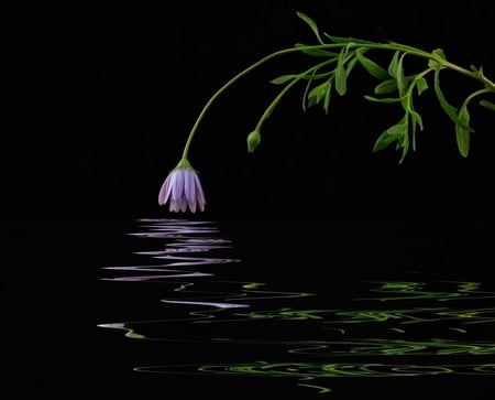 ~MARGHERITA~ - purple, flower, reflection, dark, leaves