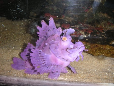 Weedy scorpionfish - weedy scorpionfish, fish, popeyed scorpionfish, carnivorous, rhinopias frondosa