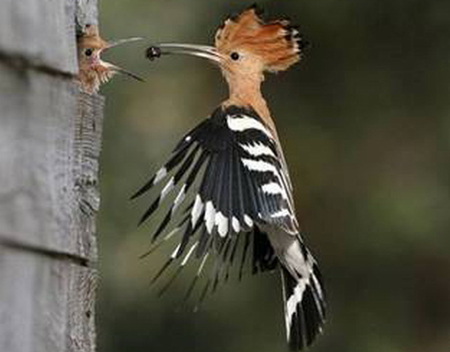 LUNCH ON THE WING