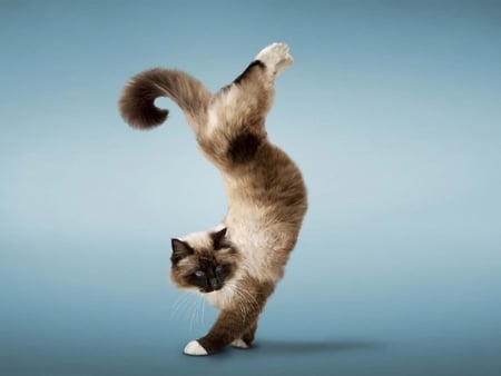 Joga cat - animal, kitten, funny, joga, cat, kitty