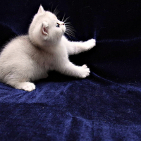 Playing white kitty