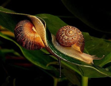 SNAILS ON LEAF,