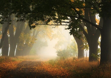 light - pathway, nature, autumn, trees, forest, light