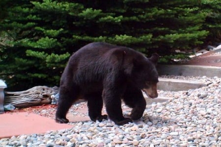 BEAUTIFUL BEAR - strolling, brown, bear, beautiful