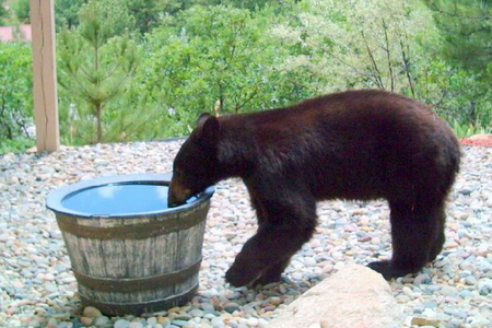 BEAR DRINKING OUT OF WATER BARREL - sneaky, bear, barrel, water