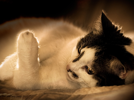 CAT - cute, cat, photography, sepia, bw