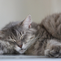 shshshsh.... i am sleeping....