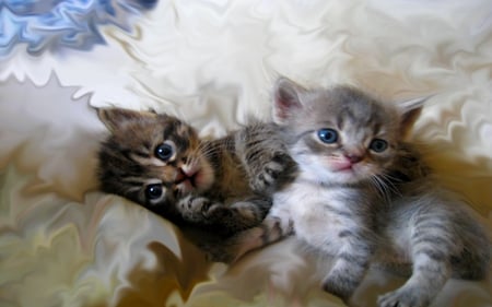 CHARMING DUO - fluffy, felines, kittens, charming