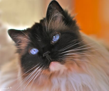 Portrait of a Puss - portrait, image, blueyes, cat