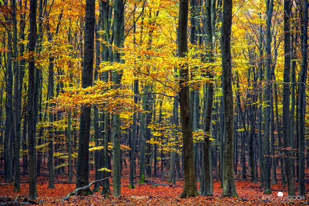 autumn - autumnm forest, colors, nature, bamboo