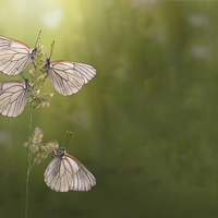 butterflies