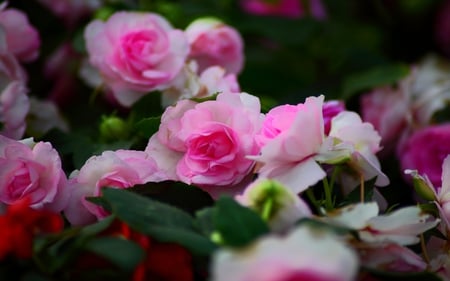 PINK ROSES - beautiful, garden, roses, pink