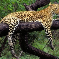 Lounging-Leopard