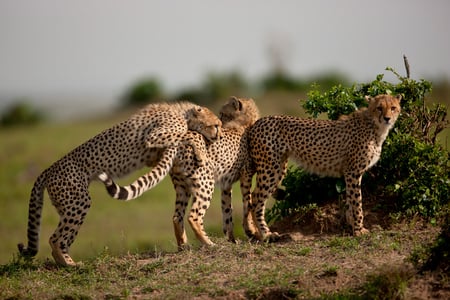 family cheetah - wild cat, animals, family, cheetah, big cat