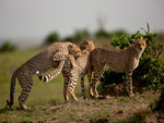 family cheetah