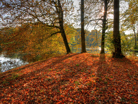 Red Floor - ground, lake, trees, leaves