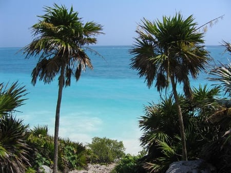 Through the Trees - beach, sand, sky, ocean