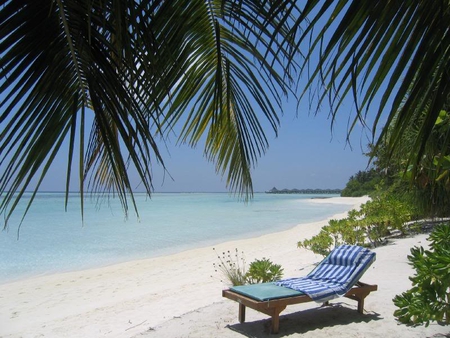 Lounging on the Beach - beach, sand, tree, ocean