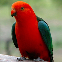 MALE KING PARROT