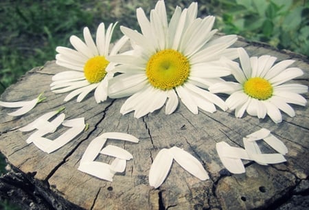 Ð›ÑŽÐ±Ð»ÑŽ - Love you! - beauty, love, daisy, i love you, nature, petals, beautiful, log, flowers