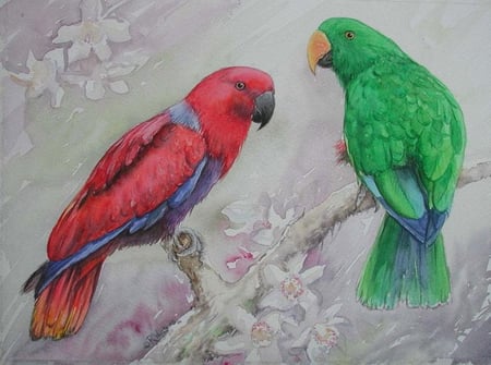 ECLECTUS PARROTS - red, stunning, pair, green