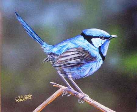 SPLENDID BLUE WREN - male, wren, branch, blue