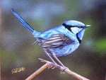 SPLENDID BLUE WREN