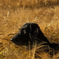 Dog in freedom