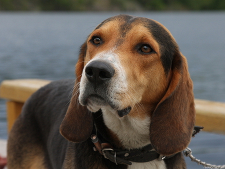 Beagle - beagle, pet, animal, dog, puppy, friend